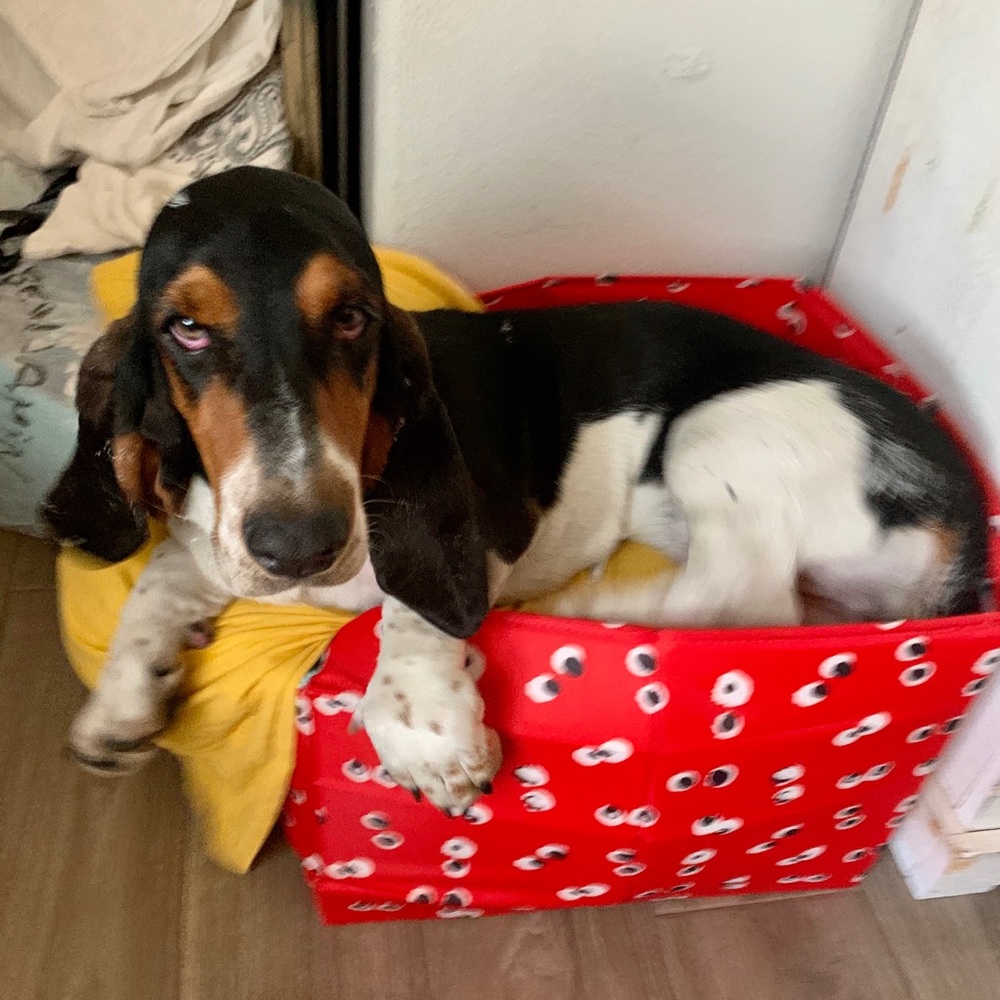 Meet your Posher, Alicia